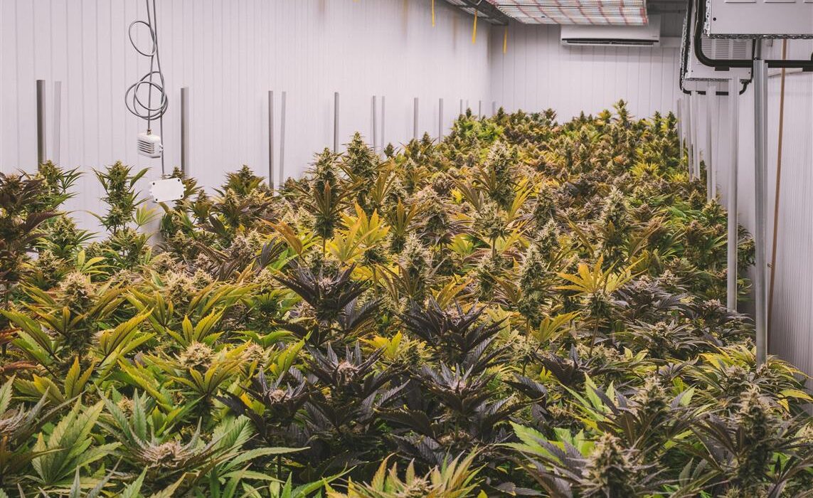 Mit dem anhaltenden Wachstum der globalen Hanfindustrie sind Marken wie Lucky Hemp entstanden, um dem steigenden Interesse der Verbraucher an pflanzlichen Produkten und alternativen Wellness-Lösungen gerecht zu werden. Lucky Hemp setzt auf Vielfalt, Verfügbarkeit und ein positives Kundenerlebnis und repräsentiert damit eine neue Generation von Online-Händlern in diesem dynamischen Markt.