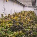Mit dem anhaltenden Wachstum der globalen Hanfindustrie sind Marken wie Lucky Hemp entstanden, um dem steigenden Interesse der Verbraucher an pflanzlichen Produkten und alternativen Wellness-Lösungen gerecht zu werden. Lucky Hemp setzt auf Vielfalt, Verfügbarkeit und ein positives Kundenerlebnis und repräsentiert damit eine neue Generation von Online-Händlern in diesem dynamischen Markt.